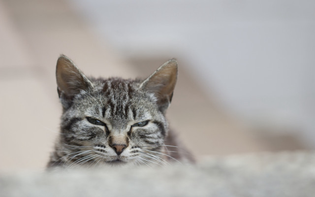 Cat laying closed eyes blurry #4 free wallpaper for desktop - medium preview image