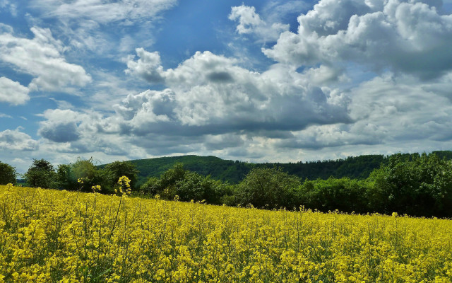 Yellow flower field mountain clouds free wallpaper for desktop - medium preview image
