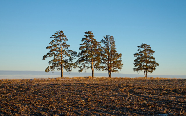 Australian tonalism trees sky clouds free wallpaper for desktop - medium preview image