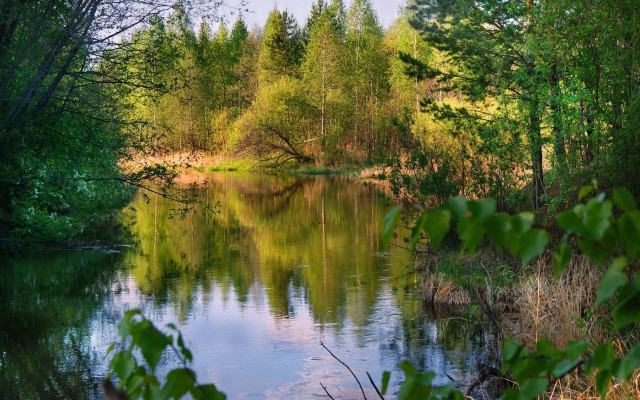 River trees forest green leaves free wallpaper for desktop - medium preview image