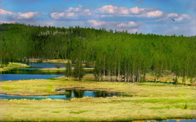 Grassy field pond trees bird free wallpaper for desktop - medium preview image