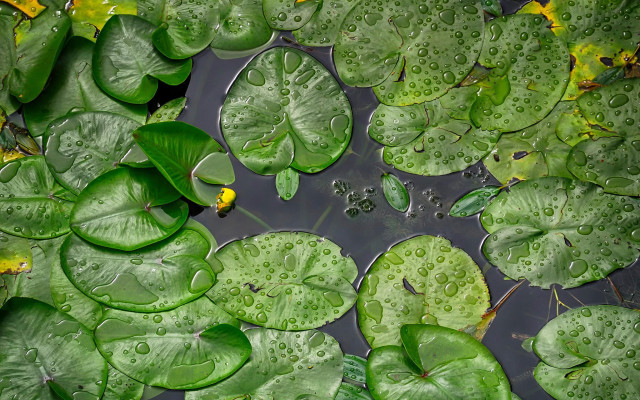 Pond leaves water lilies yellow free wallpaper for desktop - medium preview image