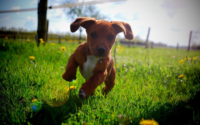 Puppy running field ball fence free wallpaper for desktop - medium preview image