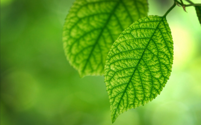 Green leaves forest macro nature free wallpaper for desktop - medium preview image