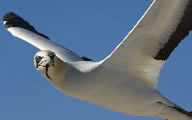 Bird painted face flying sky free wallpaper for desktop - medium preview image