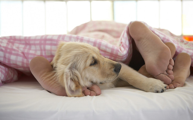 Dog bedding barefoot sleeping plaid free wallpaper for desktop - medium preview image