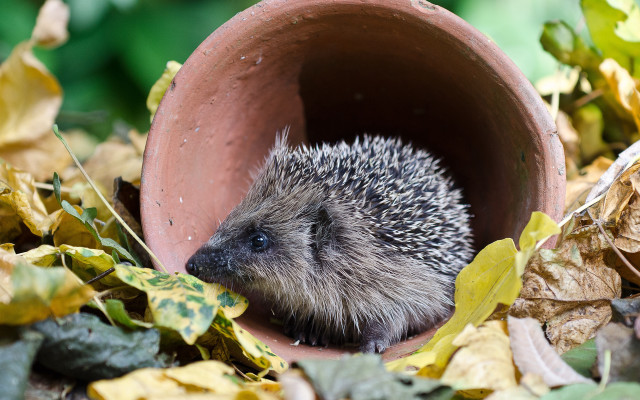 Hedgehog claypot treehole leaves depthoffield free wallpaper for desktop - medium preview image