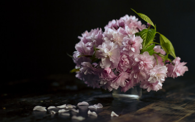 Pink flower vase still life free wallpaper for desktop - medium preview image