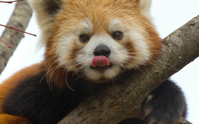 Red panda tongue tree branch free wallpaper for desktop - medium preview image
