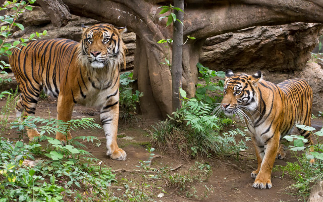 Tigers zoo exhibit forest nature free wallpaper for desktop - medium preview image