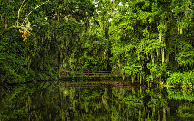 Enchanted forest bridge water trees free wallpaper for desktop - medium preview image
