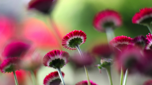 Flowers closeup blurry background macro free wallpaper for desktop - medium preview image