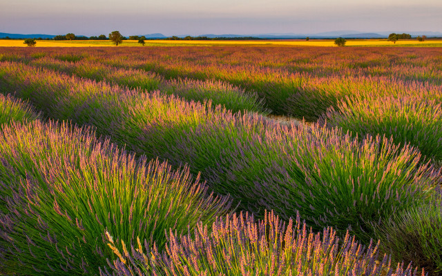 Lavender field sky trees clouds free wallpaper for desktop - medium preview image