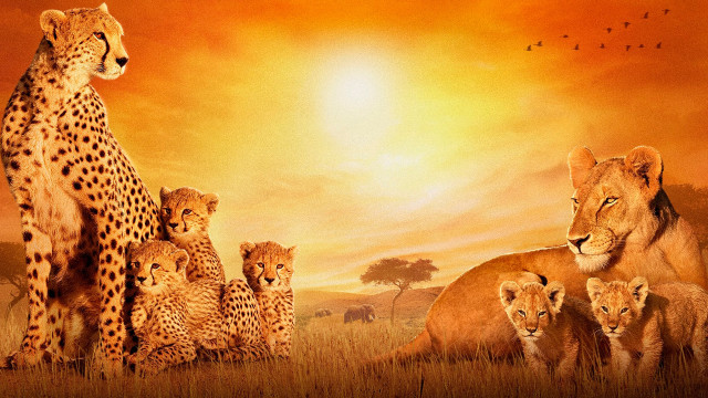 Lion family sunset field wildlife free wallpaper for desktop - medium preview image