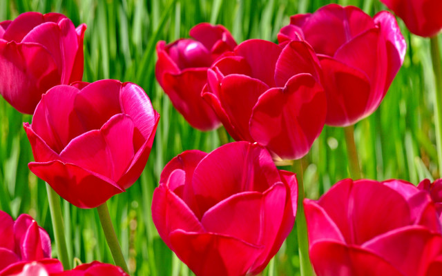 Red flowers green stems blurry #2 free wallpaper for desktop - medium preview image