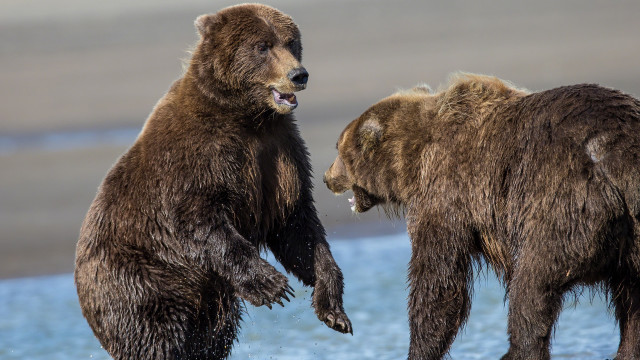 Brown bears playing beach water free wallpaper for desktop - medium preview image