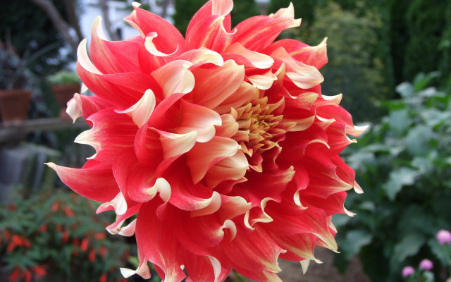 Large red flower garden background free wallpaper for desktop - medium preview image