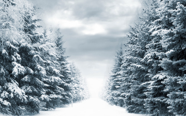 Snowy road trees winter matte free wallpaper for desktop - medium preview image
