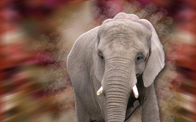 Large elephant red white background free wallpaper for desktop - medium preview image