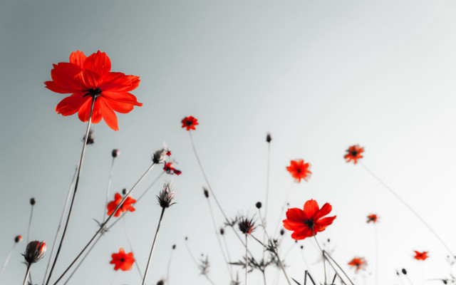Red flowers air sunny blue free wallpaper for desktop - medium preview image