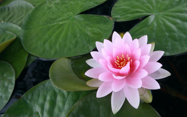 Pink flower green leaves water #3 free wallpaper for desktop - medium preview image