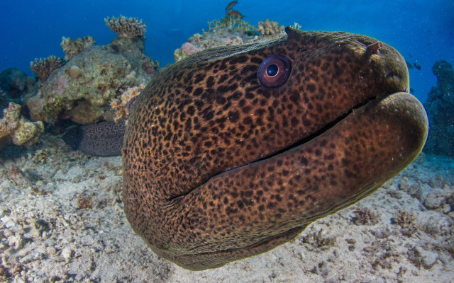 Fish coral reef blue background free wallpaper for desktop - medium preview image