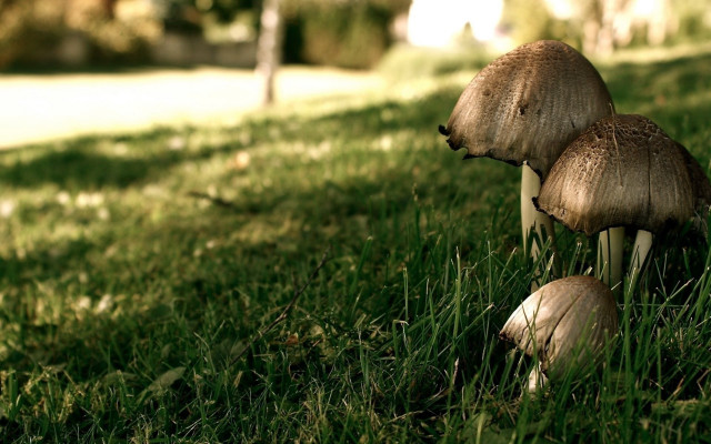 Mushrooms grass tree house ecological free wallpaper for desktop - medium preview image