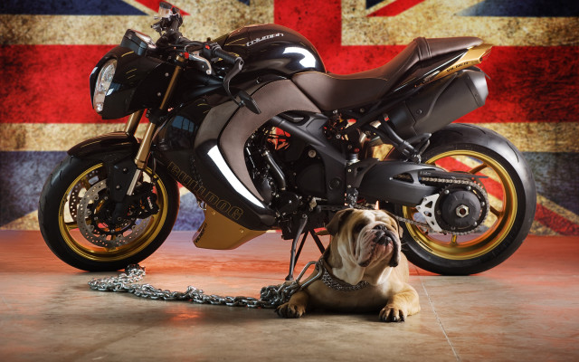Dog motorcycle british flag sitting free wallpaper for desktop - medium preview image
