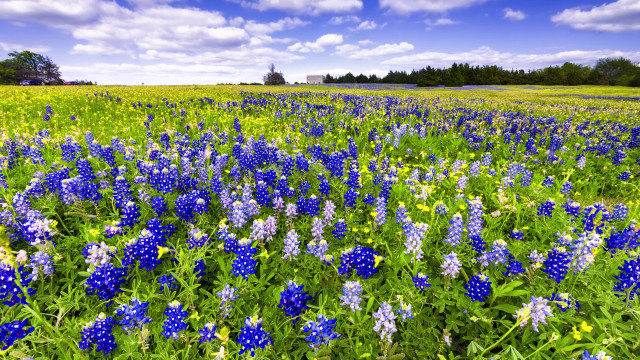 Blue flower field cloudy sky free wallpaper for desktop - medium preview image