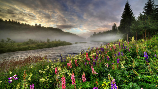 River forest flower sunset nature free wallpaper for desktop - medium preview image