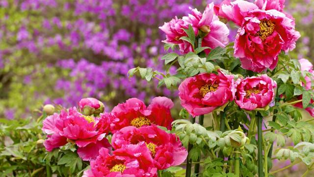 Pink flowers purple background bouquet free wallpaper for desktop - medium preview image