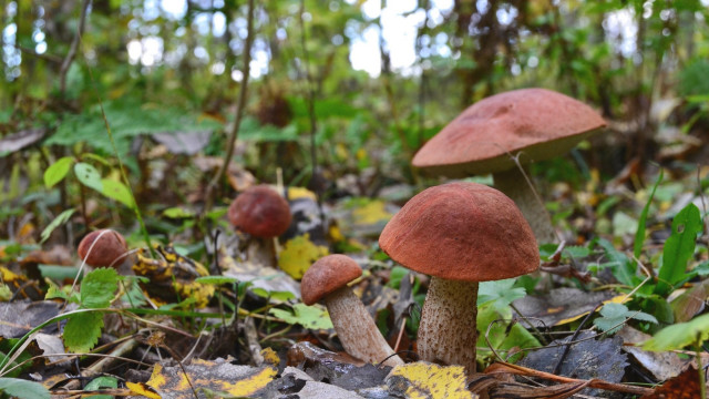 Mushrooms woods autumn macro blurry free wallpaper for desktop - medium preview image