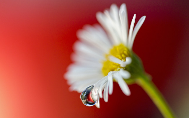 Flower drop water macro red free wallpaper for desktop - medium preview image