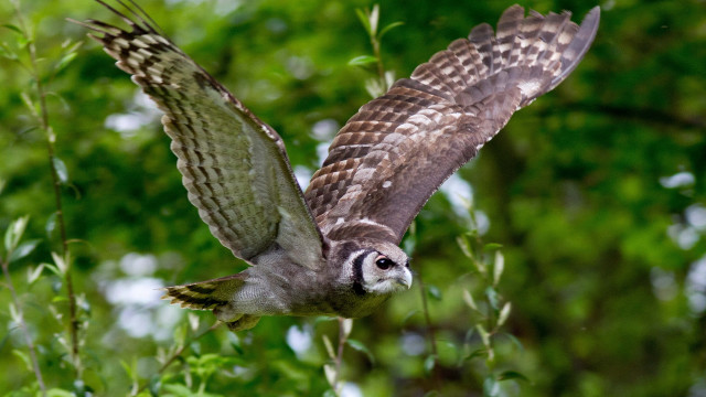 Bird flying forest leaves bokeh free wallpaper for desktop - medium preview image
