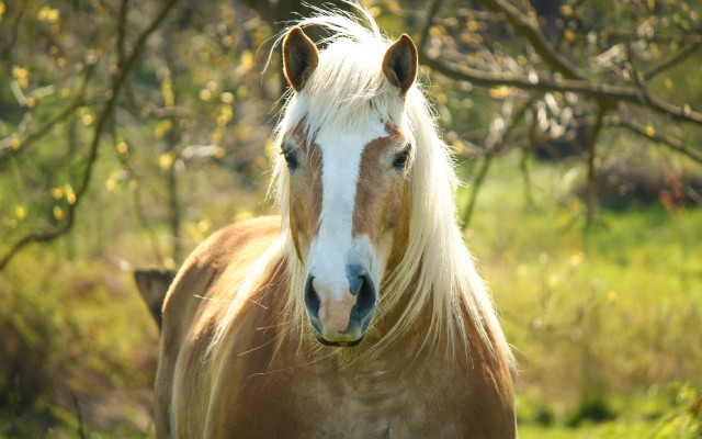 Blonde horse field trees blurry free wallpaper for desktop - medium preview image