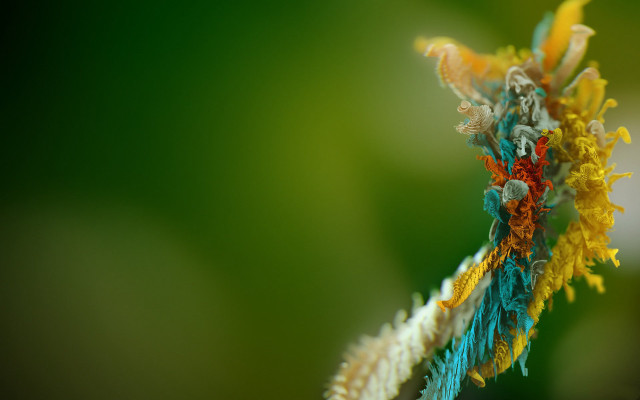 Colorful flower macro art fire free wallpaper for desktop - medium preview image