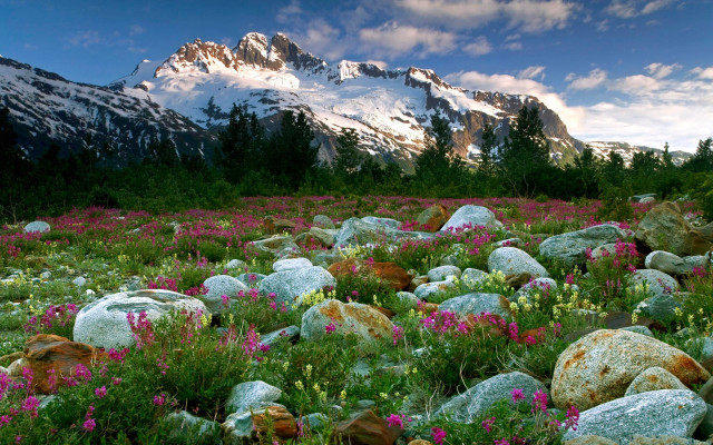 Flower field mountain sky river free wallpaper for desktop - medium preview image