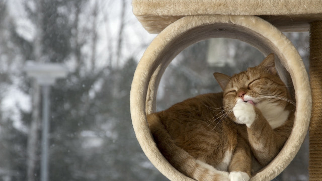 Cat snowy window blurry glamor free wallpaper for desktop - medium preview image