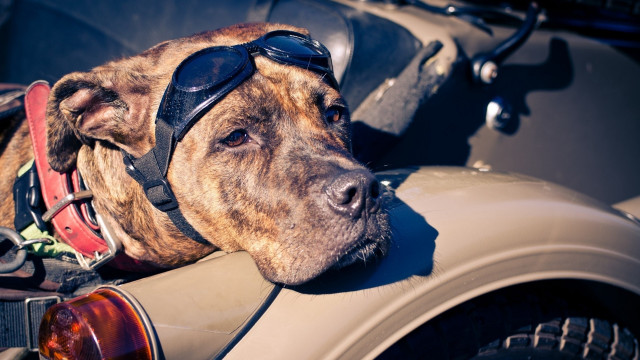 Dog sunglasses hat car lay free wallpaper for desktop - medium preview image
