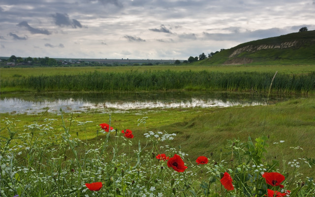 Red flower pond cloudy sky free wallpaper for desktop - medium preview image