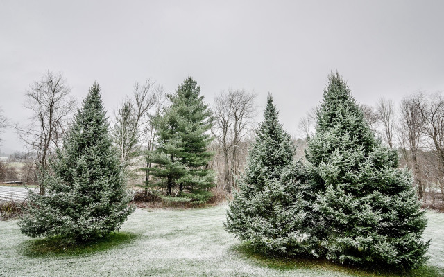 Snowy forest fence bench bush free wallpaper for desktop - medium preview image