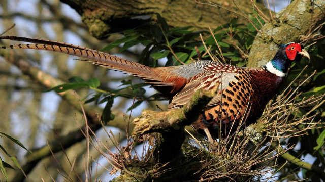 Red head bird on branch free wallpaper for desktop - medium preview image