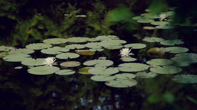Pond lilies reflection ecological impressionist free wallpaper for desktop - medium preview image