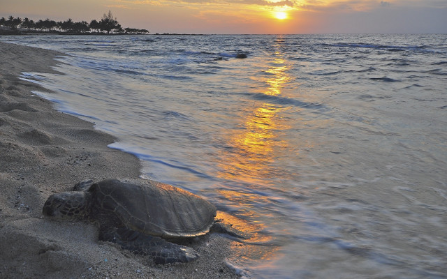 Turtle beach sunset reflection ocean free wallpaper for desktop - medium preview image
