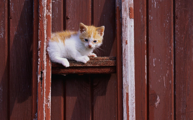 Orange white kitten wooden ledge free wallpaper for desktop - medium preview image