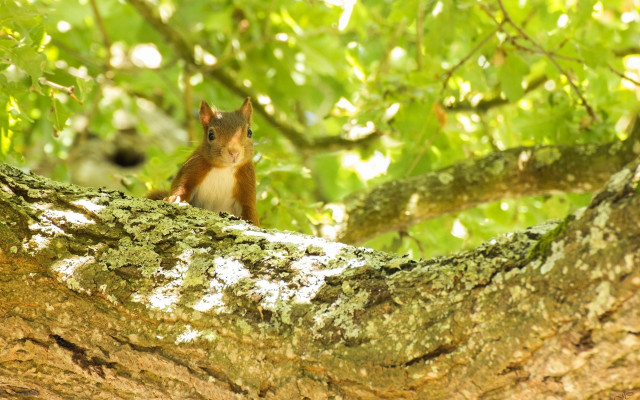 Squirrel forest branch nature christmas free wallpaper for desktop - medium preview image