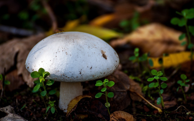 White mushroom green leaves woods free wallpaper for desktop - medium preview image