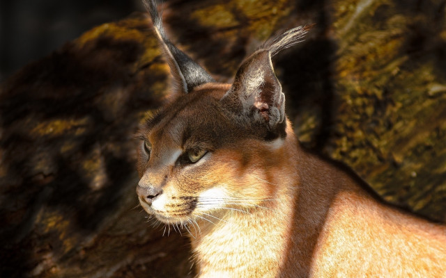 Cat rock tree mossy wall free wallpaper for desktop - medium preview image