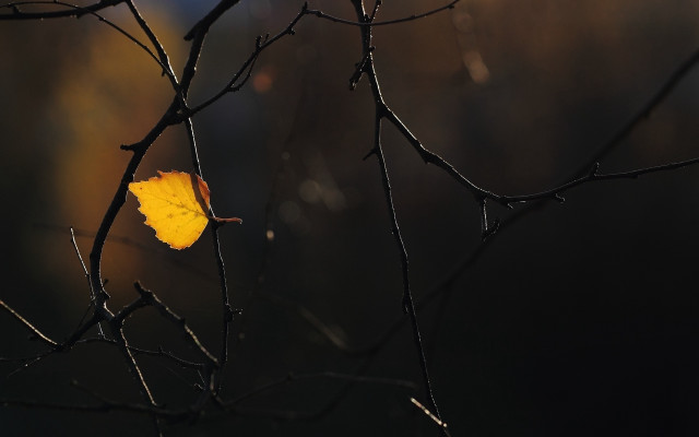 Leaf rain sun autumn minimalism free wallpaper for desktop - medium preview image