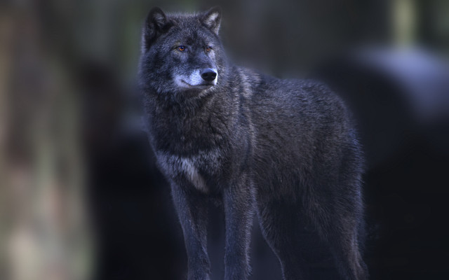 Wolf backlit night forest focus free wallpaper for desktop - medium preview image